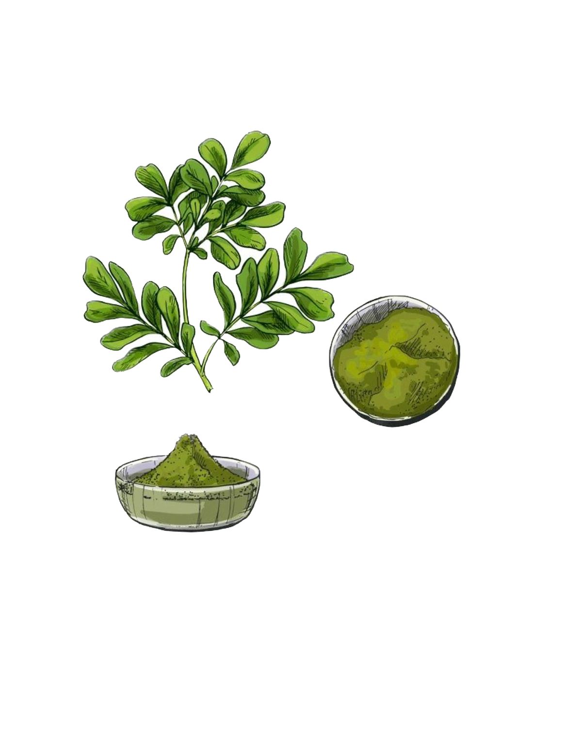 What Is Saemidori Matcha — And Why Does the Cultivar Matter?