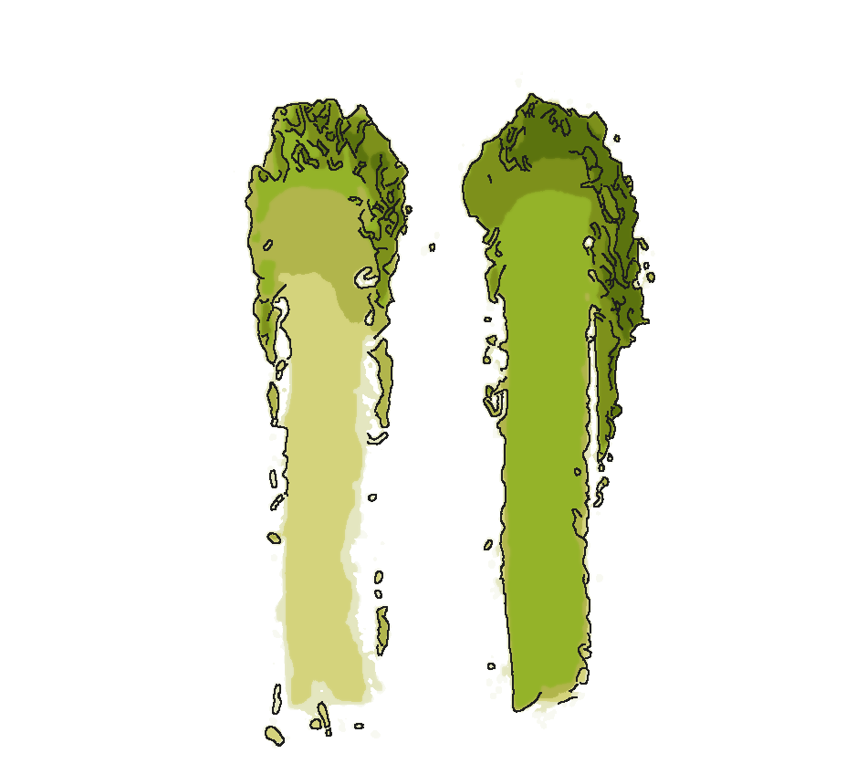 Ceremonial vs. Culinary Matcha: What's Different