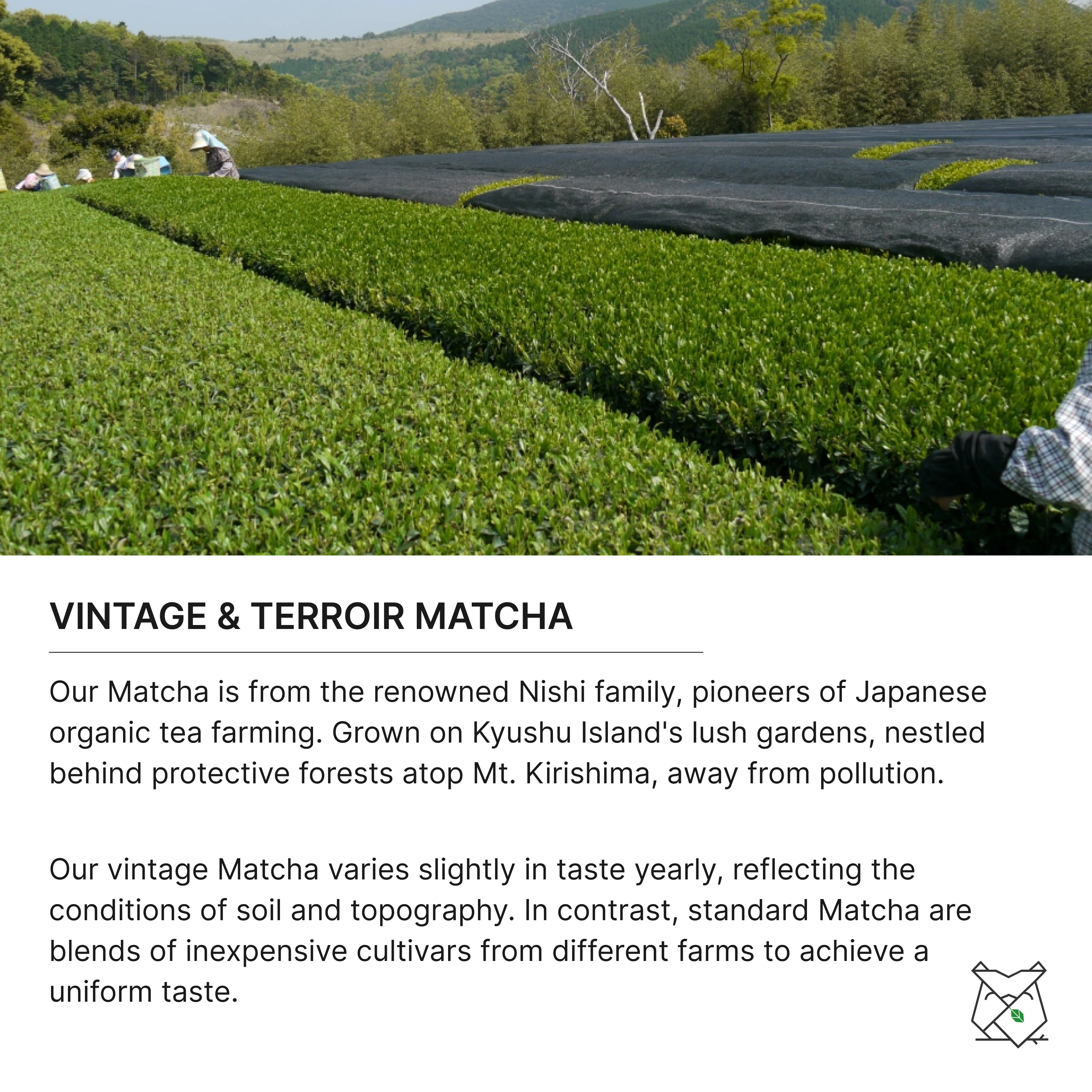 Organic Okumidori Matcha (Kagoshima) 30g