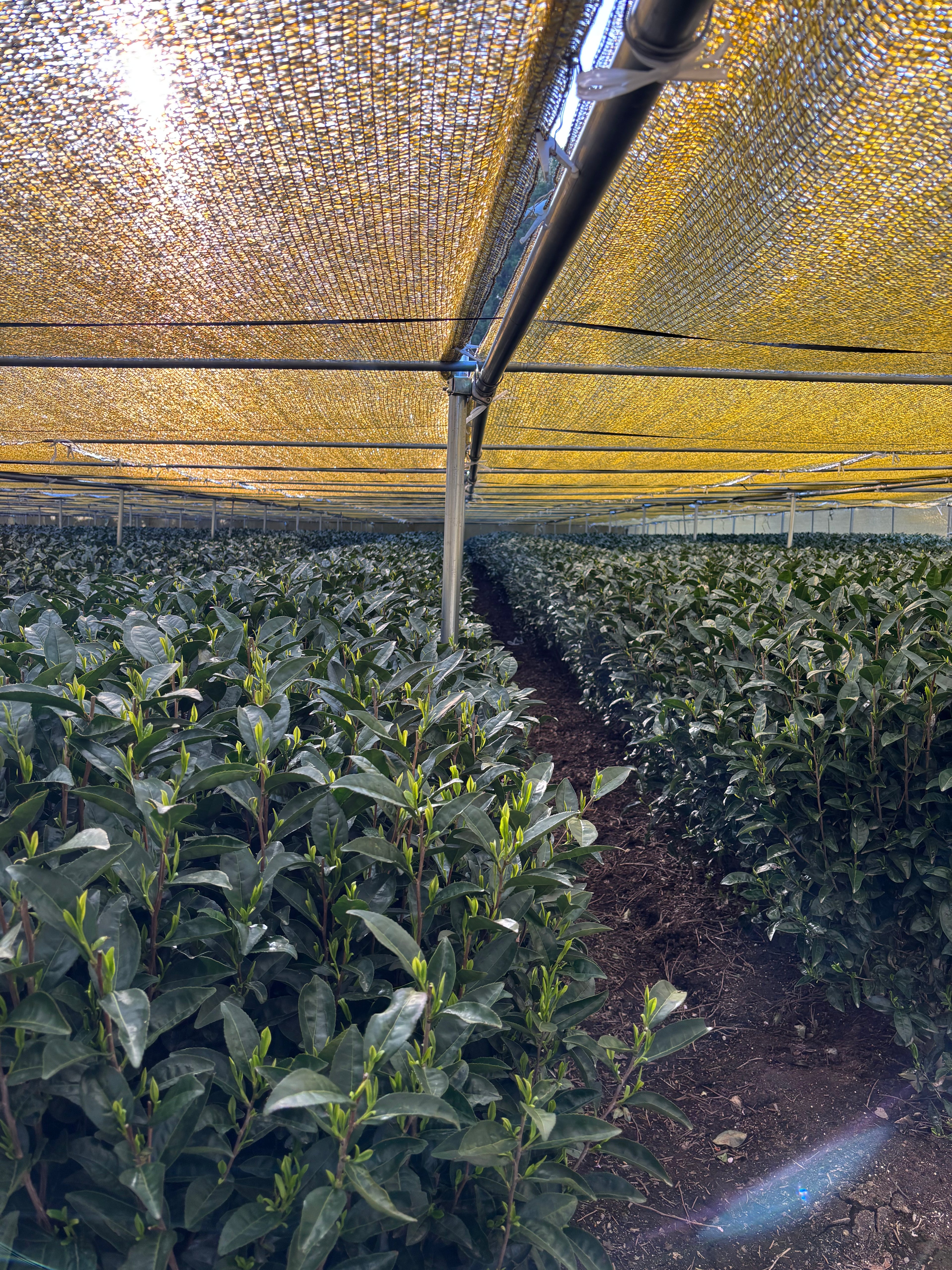 Shaded matcha for enhanced l-theanine and umami