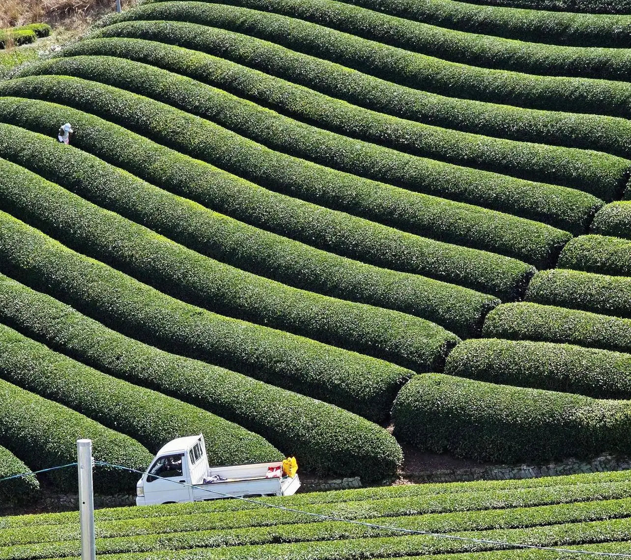 Rows of lush, vibrant green tea bushes stretch across the hillside in neat, winding rows.