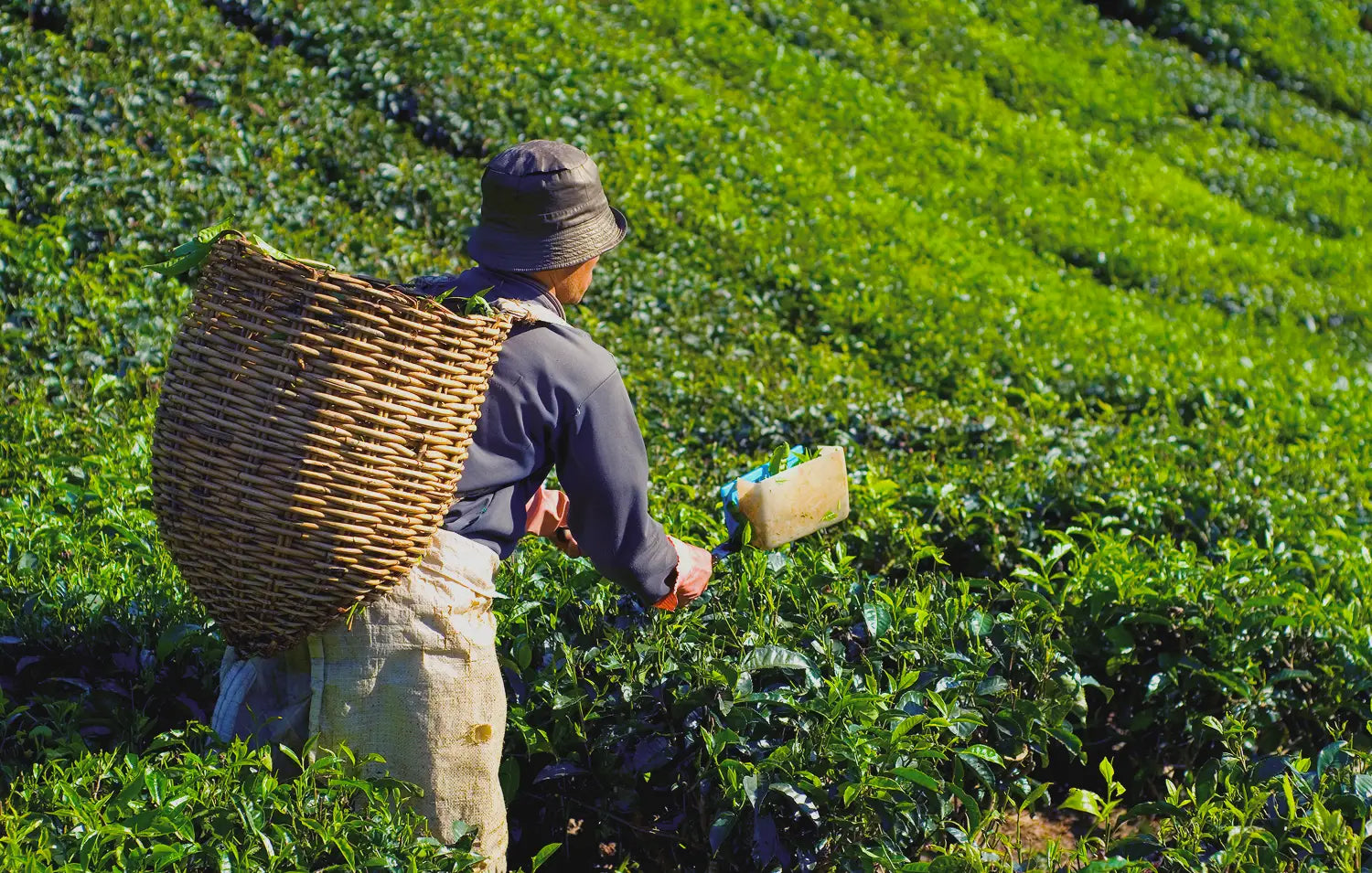 Tea picker hand-harvesting the youngest tea leaves from the top of the plant during the first-harvest matcha picking season in Japan